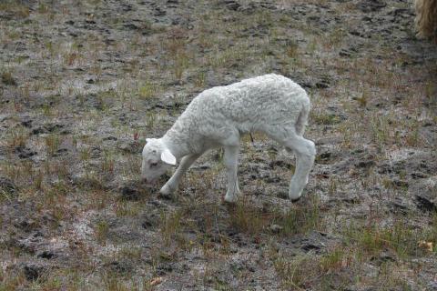 Des naissances ont été observées