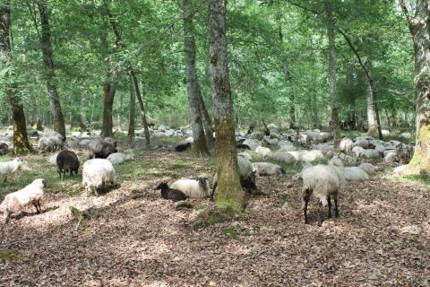 Un peu de repos pour ruminer à l'ombre...