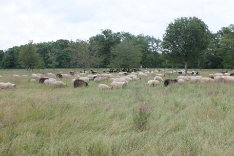 Un troupeau sur le camp !