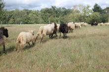 Suivie de près par ses congénères