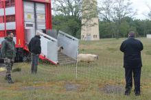 La première brebis foule le sol du camp du Poteau !